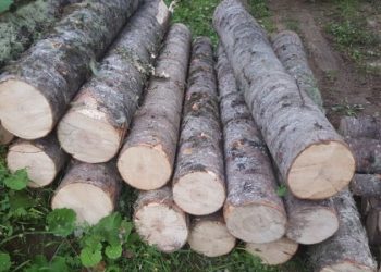 იმერეთში ხე-ტყის უკანონო მოპოვების ფაქტი გამოვლინდა