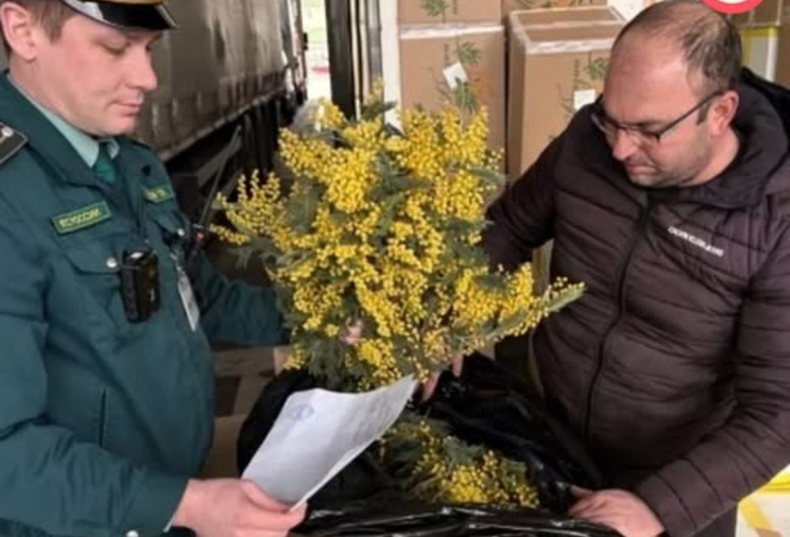 რუსებმა ერთ თვეში ოკუპირებული აფხაზეთიდან 300 ტონაზე მეტი მიმოზა გაიტანეს