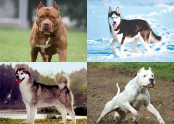 საქართველოში ძაღლების კონკრეტული ჯიშების მოშენებაზე მორატორიუმი გამოცხადდა, მისი დარღვევა კი 10 000 ლარით დაჯარიმდება