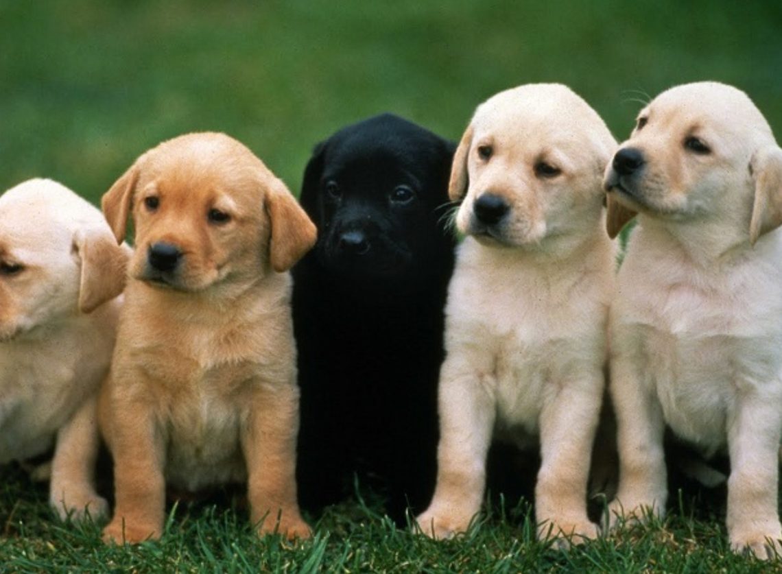 სურსათის ეროვნული სააგენტო ძაღლების ჰიპერპოპულაციის მართვის 2026 წლის პროგრამის განხორციელებას იწყებს