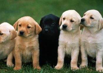 სურსათის ეროვნული სააგენტო ძაღლების ჰიპერპოპულაციის მართვის 2026 წლის პროგრამის განხორციელებას იწყებს