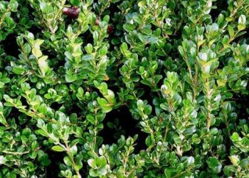 გარემოს დაცვისა და სოფლის მეურნეობის სამინისტრო ბზის მოჭრაზე კონტროლს ამკაცრებს