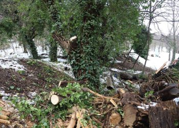 ბოტანიკური ბაღი ვიზიტორებისთვის დროებით დაკეტილია