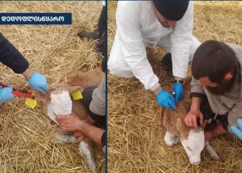 დედოფლისწყაროს მუნიციპალიტეტში მსხვილფეხა საქონელს ცოფი დაუდასტურდა