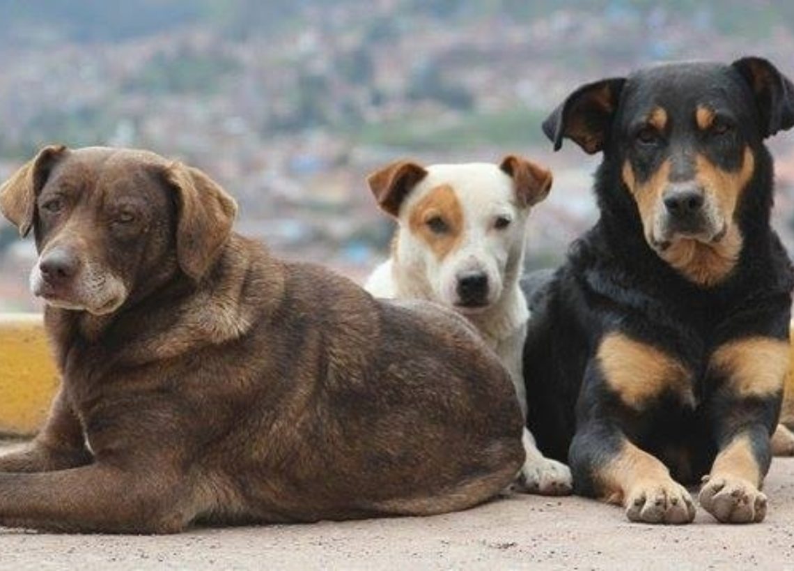 “თავშესაფარში სტერილიზაციისთვის ბევრი ცხოველი გაუჩინარდა…მოვითხოვთ, ასევე, რომ სურსათის ეროვნულმა სააგენტომ გაასაჯაროვოს, სად წაიყვანეს ქუჩებიდან აყვანილი და გაუჩინარებული ცხოველები” – ცხოველთა დაცვის ორგანიზაციები