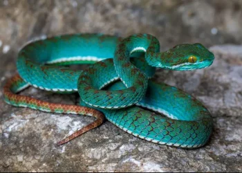 “მფრინავი გველი”, ორმოს გველგესლა, გეკონები და სხვა – კამბოჯის გამოქვაბულებში ქვეწარმავლების და ცხოველების ახალი სახეობები აღმოაჩინეს