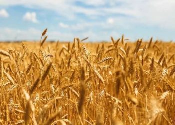 საქართველოში რუსული ხორბლის იმპორტი 31%-ით გაიზარდა