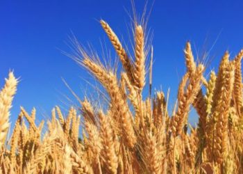 2026 წელს ხორბლის გლობალური წარმოება, სავარაუდო, 3%-ით შემცირდება – ასოციაცია