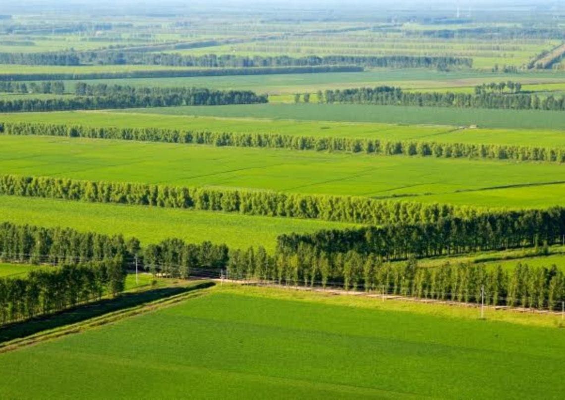 ქარსაფარი ზოლების ინვენტარიზაცია 2026 წელს ოთხ რეგიონში 4 893 ჰექტარ ფართობზე ჩატარდება