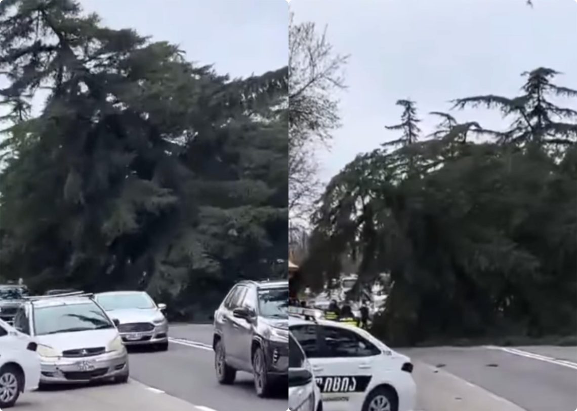 ფონიჭალაში სამანქანო გზაზე ხე წაიქცა – რა კადრები ვრცელდება?