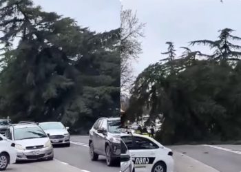 ფონიჭალაში სამანქანო გზაზე ხე წაიქცა – რა კადრები ვრცელდება?