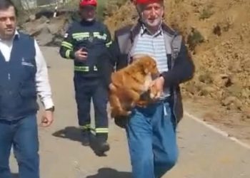 სოფელ კურსების მეწყრული ზონიდან ცხოველები გამოიყვანეს