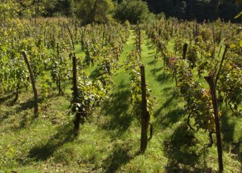 პარლამენტმა დაამტკიცა “ღვინისა და ვაზის შესახებ“ კანონში ცვლილებები, რითაც ვენახის სამეწარმეო მიზნით გაშენებას ღვინის ეროვნული სააგენტოს თანხმობა დასჭირდება