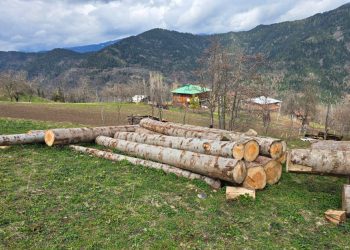 გარემოსდაცვითი ზედამხედველობის დეპარტამენტმა აჭარაში უკანონო ტყითსარგებლობის ფაქტები გამოავლინა