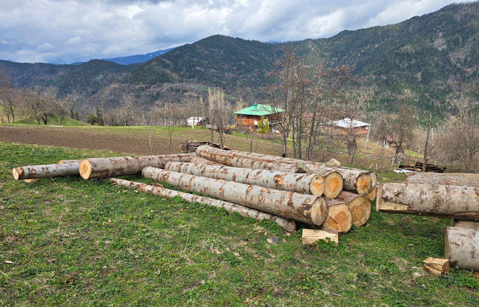 გარემოსდაცვითი ზედამხედველობის დეპარტამენტმა აჭარაში უკანონო ტყითსარგებლობის ფაქტები გამოავლინა