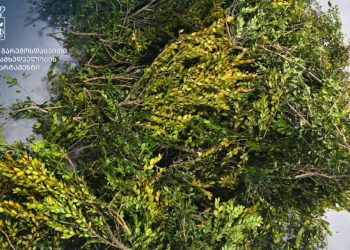 გარემოსდაცვითი ზედამხედველობის დეპარტამენტმა ბზის უკანონო მოპოვების ფაქტი გამოავლინა