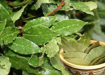 საქართველომ ბოლო 3 თვეში უცხოეთში $12 მილიონის დაფა გაყიდა – ძირითადად ჩინეთსა და რუსეთში