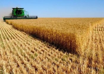 2025 წელს ხორბლის წარმოება შემცირდა, ქერის კი გაიზარდა – საქსტატი