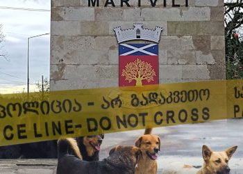 მარტვილში, სოფელ ბანძაში ძაღლს, რომელმაც 3 ადამიანი დაკბინა, ცოფი დაუდასტურდა