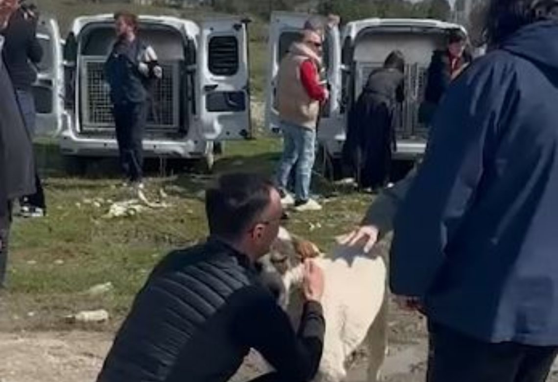 აქტივისტებმა ქუთაისის ცხოველთა თავშესაფრიდან გაშვებული მიუსაფარი ძაღლების ნაწილი ქალაქში დააბრუნეს