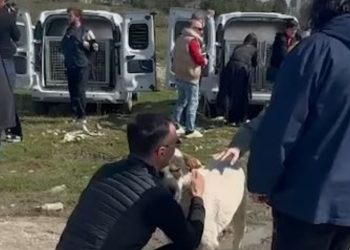 აქტივისტებმა ქუთაისის ცხოველთა თავშესაფრიდან გაშვებული მიუსაფარი ძაღლების ნაწილი ქალაქში დააბრუნეს