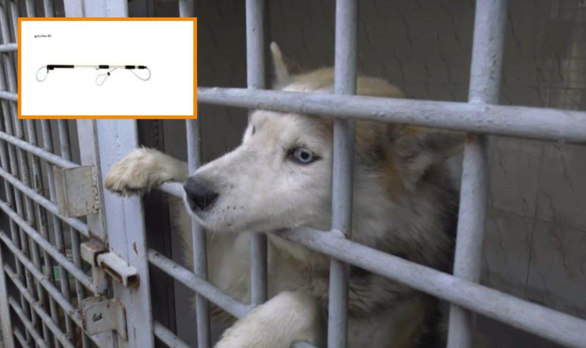 “კომპანია, რომელმაც სეს-ის მიერ ძაღლის საჭერზე გამოცხადებული ტენდერი მოიგო, ერთი თვის წინ დაარსდა” – ბესიკ დონაძე