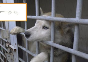 “კომპანია, რომელმაც სეს-ის მიერ ძაღლის საჭერზე გამოცხადებული ტენდერი მოიგო, ერთი თვის წინ დაარსდა” – ბესიკ დონაძე