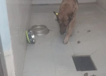 უმძიმესი კადრები მიუსაფარ ცხოველთა თავშესაფრიდან – ადგილზე ხმაურია