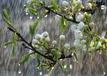 როგორი ამინდი გველოდება მაისში – სინოპტიკოსების გრძელვადიანი პროგნოზი