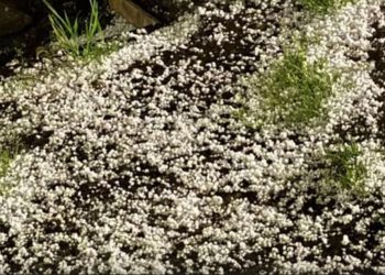 ლაგოდეხის მუნიციპალიტეტის სოფელ ბაისუბანში ძლიერმა სეტყვამ და ქარმა ხეხილი და ვენახები დააზიანა