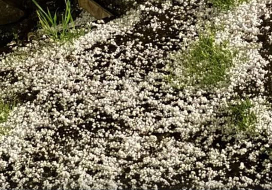 ლაგოდეხის მუნიციპალიტეტის სოფელ ბაისუბანში ძლიერმა სეტყვამ და ქარმა ხეხილი და ვენახები დააზიანა