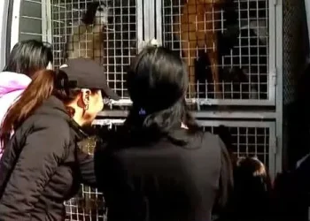 გორში, ძაღლების თავშესაფართან, მიუსაფარი ცხოველების დასაცავად საპროტესტო აქცია გაიმართა