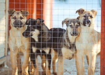 2025 წელს თბილისში 29 676 მიუსაფარი ძაღლი აღირიცხა