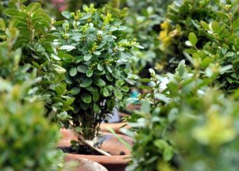 მართლმადიდებელი ეკლესია ბზობას აღნიშნავს