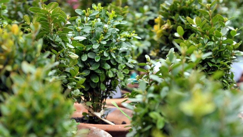 მართლმადიდებელი ეკლესია ბზობას აღნიშნავს