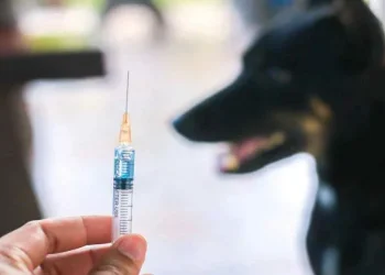 წალკის მერის ინფორმაციით, წალკაში, სადაც ცოფის შემთხვევა დადასტურდა და 1-თვიანი კარანტინი გამოცხადდა, აიცრა 2000 მსხვილფეხა ჩლიქოსანი, 18 წვრილფეხა, 185 ძაღლი და 75 კატა