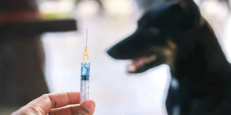 წალკის მერის ინფორმაციით, წალკაში, სადაც ცოფის შემთხვევა დადასტურდა და 1-თვიანი კარანტინი გამოცხადდა, აიცრა 2000 მსხვილფეხა ჩლიქოსანი, 18 წვრილფეხა, 185 ძაღლი და 75 კატა