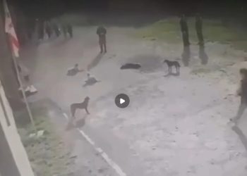 გურჯაანში მიუსაფარმა ძაღლებმა 6 ადამიანი დაკბინეს – რა ინფორმაცია ვრცელდება