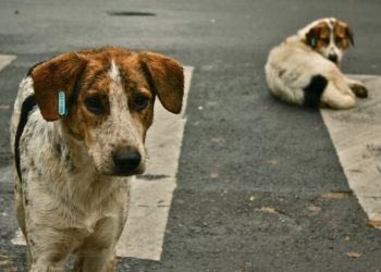 2025 წელს თბილისში 29 676 მიუსაფარი ძაღლი აღირიცხა