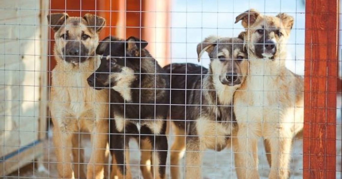 ჰიპერპოპულაციის მართვის პროგრამა – აკრძალული ტერიტორიის სიიდან ამოიღებენ კვების ობიექტებს