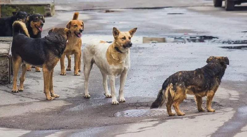 4 აპრილს, მიუსაფარი ცხოველების დასაცავად, თბილისსა და ბათუმში საპროტესტო აქცია დაანონსდა