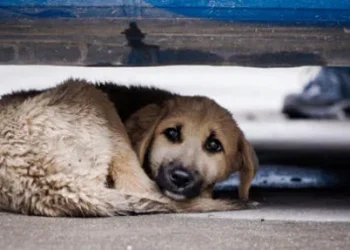 2025 წელს, სტერილიზაცია/კასტრაცია 11 514 მიუსაფარ ძაღლსა და კატას ჩაუტარდა, ევთანაზია 145 ცხოველის შემთხვევაში გამოიყენეს, ხოლო ბუნებრივი სიკვდილით 2050 ცხოველი მოკვდა