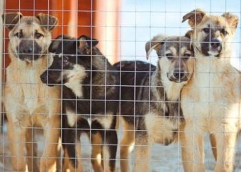 საქართველოში მიუსაფარი ძაღლების საკითხთან დაკავშირებით, ცხოველთა დაცვის საერთაშორისო ორგანიზაცია შეშფოთებას გამოთქვამს