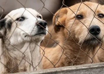“სიმართლეს არ შეესაბამება გავრცელებული ინფორმაცია, თითქოს სააგენტოს მიუსაფარი ძაღლები „დასაძინებლად“ მიჰყავს” – სურსათის ეროვნული სააგენტო