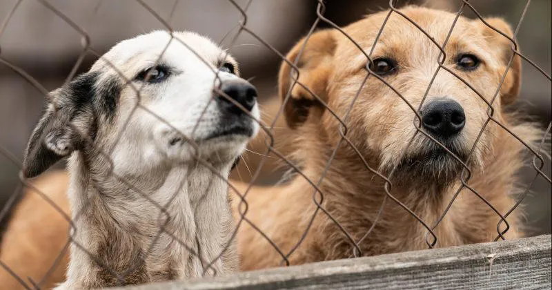 “სიმართლეს არ შეესაბამება გავრცელებული ინფორმაცია, თითქოს სააგენტოს მიუსაფარი ძაღლები „დასაძინებლად“ მიჰყავს” – სურსათის ეროვნული სააგენტო