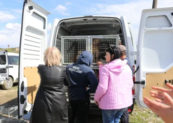 სურსათის ეროვნული სააგენტოს ცნობით, 502 აყვანილი ძაღლიდან 435 უკვე დაუბრუნდა გარემოს, დანარჩენი ცხოველები, ვეტერინარული მანიპულაციების შემდეგ, ეტაპობრივად დაუბრუნდებიან