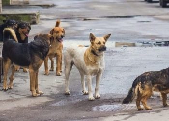 სურსათის ეროვნული სააგენტო მიუსაფარ ძაღლებთან დაკავშირებით განცხადებას ავრცელებს