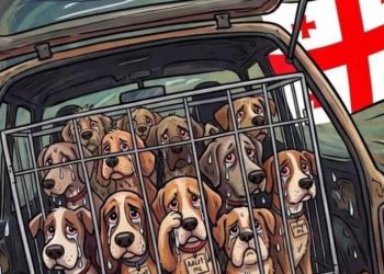 “არა მიუსაფარი ცხოველების გენოციდს” – კანცელარიასთან დღეს აქცია გაიმართება