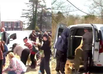 მიუსაფარი ძაღლების საკითხზე ზუგდიდში აქცია გაიმართა – აქტივისტები ჰუმანურ მიდგომას ითხოვენ