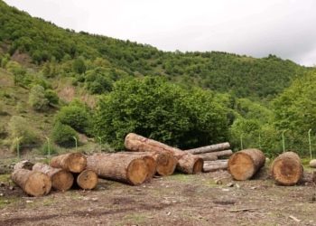 სატყეო სამსახურისა და ლენტეხის რაიონული სამმართველოს თანამშრომლებმა დიდი ოდენობით ხე-ტყის მოპოვებისა და ტრანსპორტირების ფაქტი გამოავლინეს